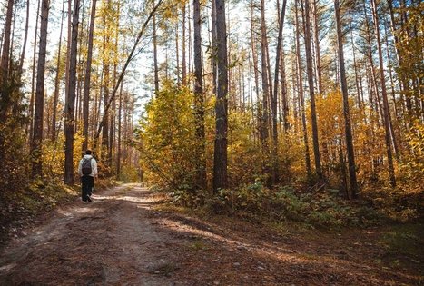 Forest Trail 52. Veisiejai – Trikojis.
