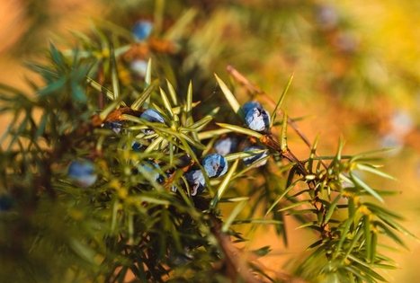 Forest Trail 52. Veisiejai – Trikojis.