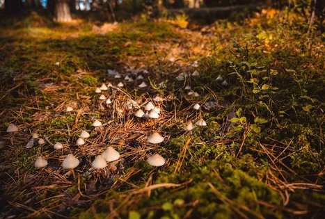 Forest Trail 52. Veisiejai – Trikojis.