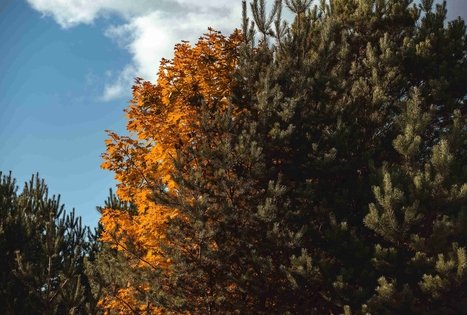 Forest Trail 53. Trikojis – Didžiasalis.