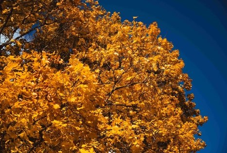 Forest Trail 53. Trikojis – Didžiasalis.