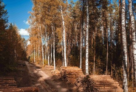 Forest Trail 53. Trikojis – Didžiasalis.