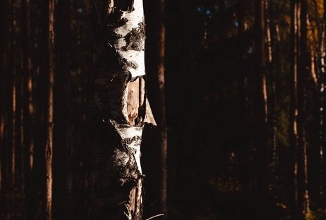 Forest Trail 53. Trikojis – Didžiasalis.