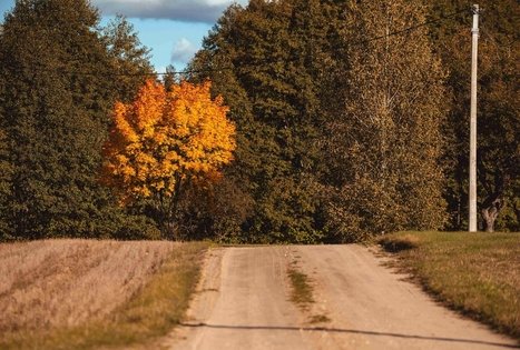 Forest Trail 53. Trikojis – Didžiasalis.