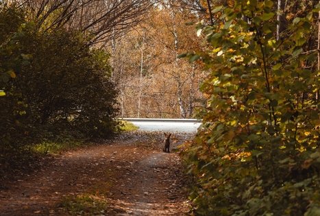 Forest Trail 55. Žiogeliai – Merkinė.