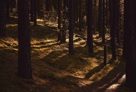 Forest Trail 56. Merkinė – Nemunaitis.