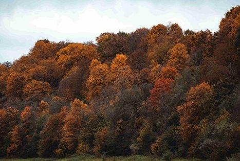 Miško Takas 58. Alytus – Panemunis.