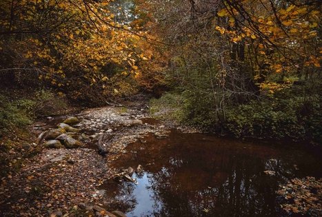 Miško Takas 58. Alytus – Panemunis.