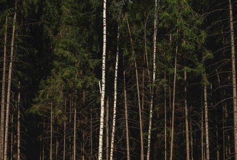 Forest Trail 59. Panemunis – Birštonas.