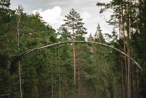 Forest Trail 59. Panemunis – Birštonas.