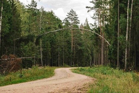 Forest Trail 59. Panemunis – Birštonas.