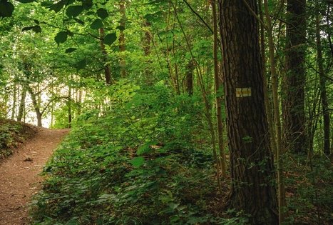 Forest Trail 59. Panemunis – Birštonas.