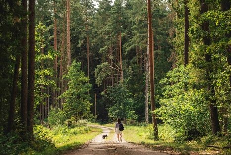 Forest Trail 59. Panemunis – Birštonas.
