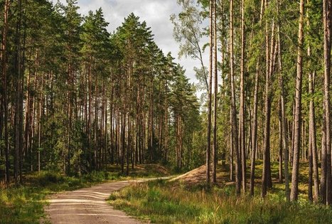 Forest Trail 59. Panemunis – Birštonas.