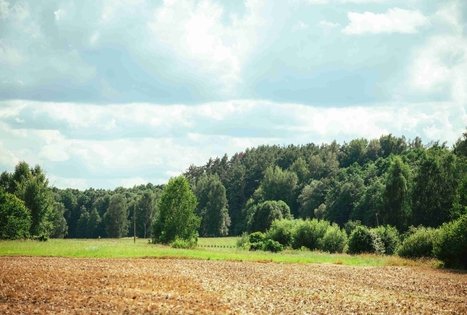 Forest Trail 61. Alksniakiemis – Pakuonis.
