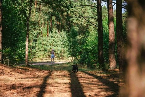 Forest Trail 61. Alksniakiemis – Pakuonis.