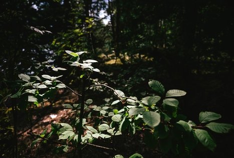 Forest Trail 61. Alksniakiemis – Pakuonis.