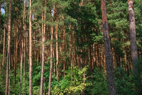 Forest Trail 61. Alksniakiemis – Pakuonis.