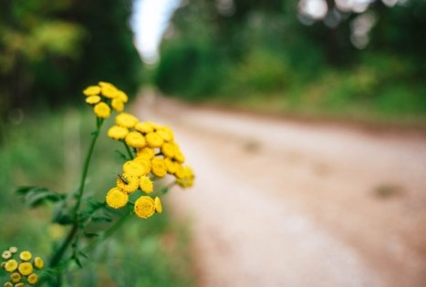 Forest Trail 61. Alksniakiemis – Pakuonis.
