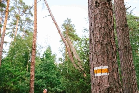 Forest Trail 61. Alksniakiemis – Pakuonis.