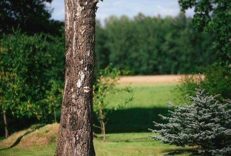 Forest Trail 61. Alksniakiemis – Pakuonis.
