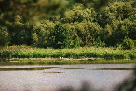Forest Trail 61. Alksniakiemis – Pakuonis.
