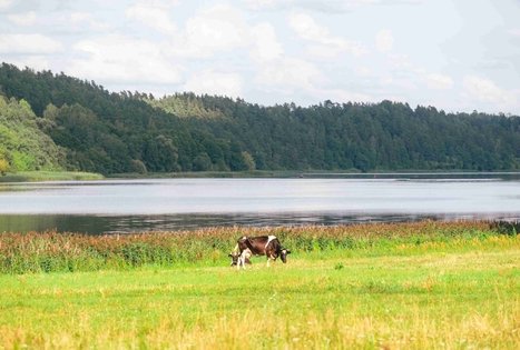 Forest Trail 61. Alksniakiemis – Pakuonis.