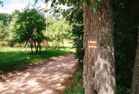 Forest Trail 61. Alksniakiemis – Pakuonis.