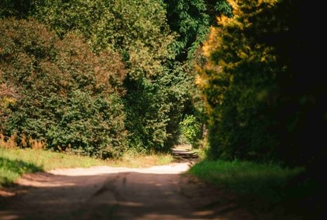 Forest Trail 61. Alksniakiemis – Pakuonis.