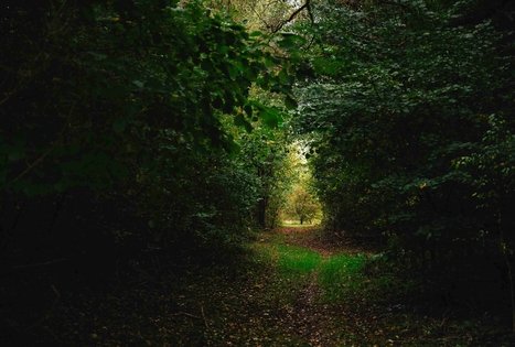 Forest Trail 62. Pakuonis – Vaišvydava.