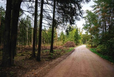 Forest Trail 62. Pakuonis – Vaišvydava.