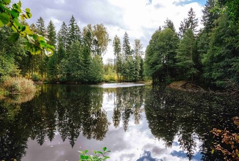 Forest Trail 62. Pakuonis – Vaišvydava.