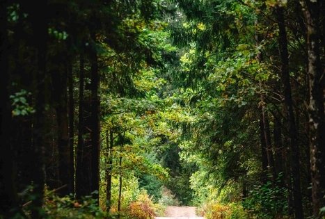 Forest Trail 62. Pakuonis – Vaišvydava.