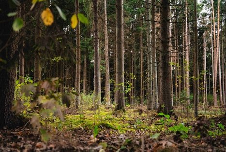 Forest Trail 62. Pakuonis – Vaišvydava.