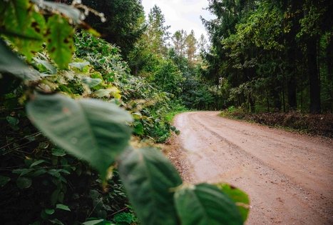 Forest Trail 62. Pakuonis – Vaišvydava.