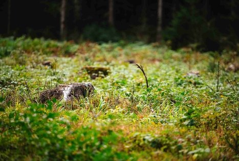 Forest Trail 62. Pakuonis – Vaišvydava.