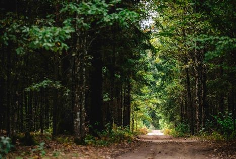 Forest Trail 62. Pakuonis – Vaišvydava.