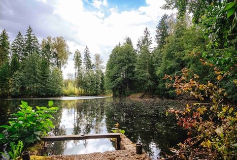 Forest Trail 62. Pakuonis – Vaišvydava.