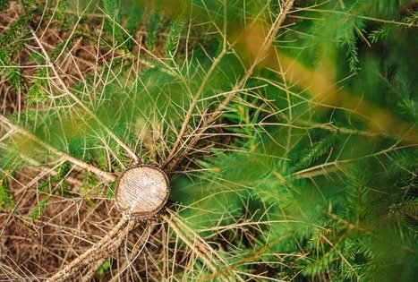 Miško Takas 63. Vaišvydava – Kaunas.