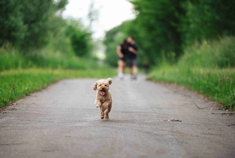 Miško Takas 65. Lampėdžiai – Kulautuva.