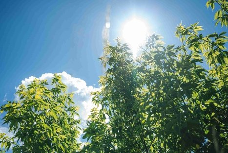 Miško Takas 65. Lampėdžiai – Kulautuva.