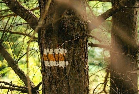 Forest Trail 66. Kulautuva – Vilkija.