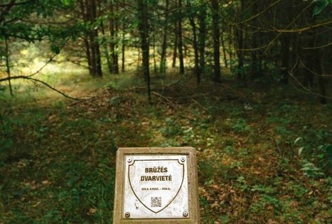 Forest Trail 66. Kulautuva – Vilkija.