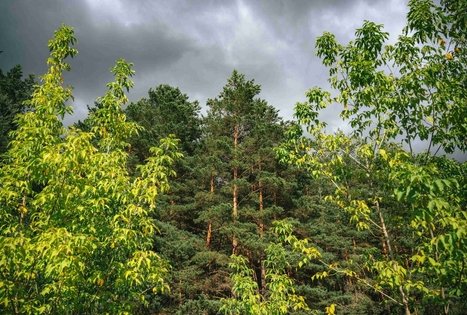 Forest Trail 66. Kulautuva – Vilkija.