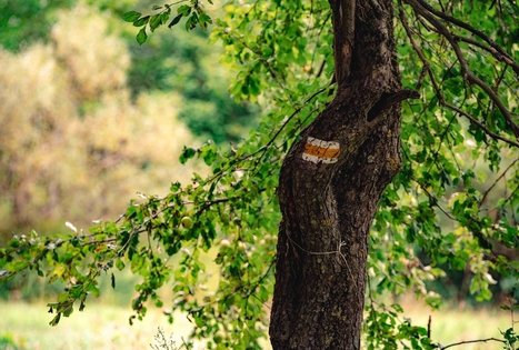 Forest Trail 69. Kirkšnovė – Kaulakiai.