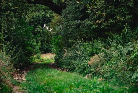 Forest Trail 69. Kirkšnovė – Kaulakiai.