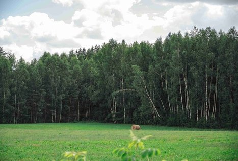 Forest Trail 70. Kaulakiai – Šiluva.