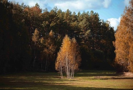 Forest Trail 51. Lazdijai – Veisiejai.