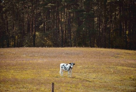 Forest Trail 51. Lazdijai – Veisiejai.