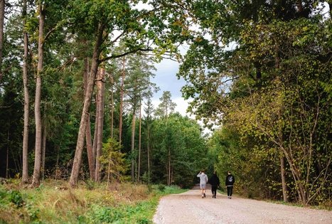 Forest Trail 62. Pakuonis – Vaišvydava.